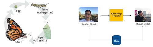 Chuyển giao tri thức (Knowledge Distillation) với mạng CNN